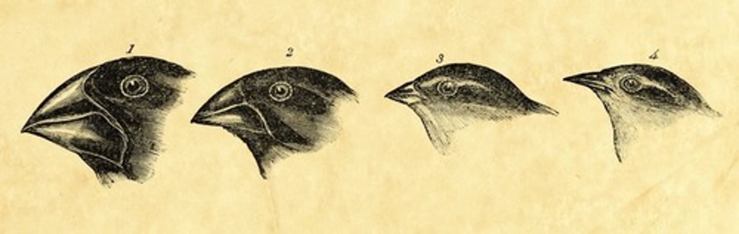 <p>the process by which organisms that inherit helpful traits that are advantageous in their specific environment and tend to survive, reproduce, and pass those beneficial traits to their offspring</p>