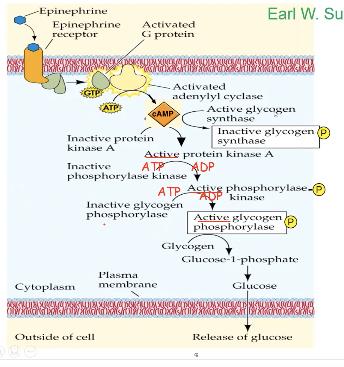 <ol><li><p>epinephrine binds to the G protein receptor, creating a conformational change</p></li><li><p>The conformational change triggers the receptor to make contact with a G protein</p></li><li><p>The contact will make the G protein drop its GDP. and pick up GTP, which also activates the G protein</p></li><li><p>The activated G protein will go to an adenylyl cyclase enzyme, activating the adenylyl cyclase&nbsp;</p></li><li><p>Adenylyl cyclase, once activated, takes ATP and turns it into cAMP (secondary messenger)</p></li><li><p>cAMP binds to inactive&nbsp;protein kinase A and activates it</p></li><li><p>A phosphorylation cascade occurs, and the protein kinase A will phosphorylate phosphorylase kinase, which activates it, which then phosphorylates an inactive glycogen phosphorylase, which activates it, and the active glycogen phosphorylase will take <mark data-color="yellow" style="background-color: yellow; color: inherit;">glycogen and break it down</mark> and eventually release glucose from the cell.</p></li><li><p><mark data-color="yellow" style="background-color: yellow; color: inherit;">At the same time, glycogen synthase gets inactivated to stop the production of glycogen</mark></p></li></ol><p></p>