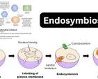 <p>Endosymbiotic Theory</p>