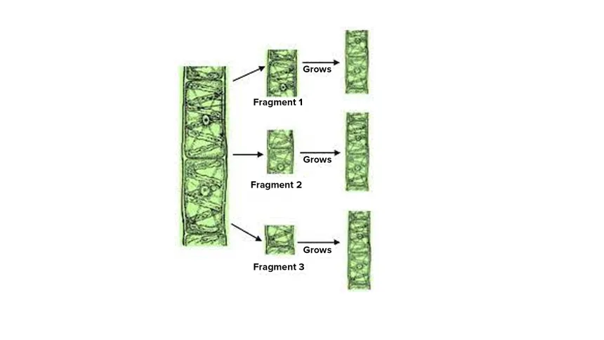 <p>Spirogyra </p>