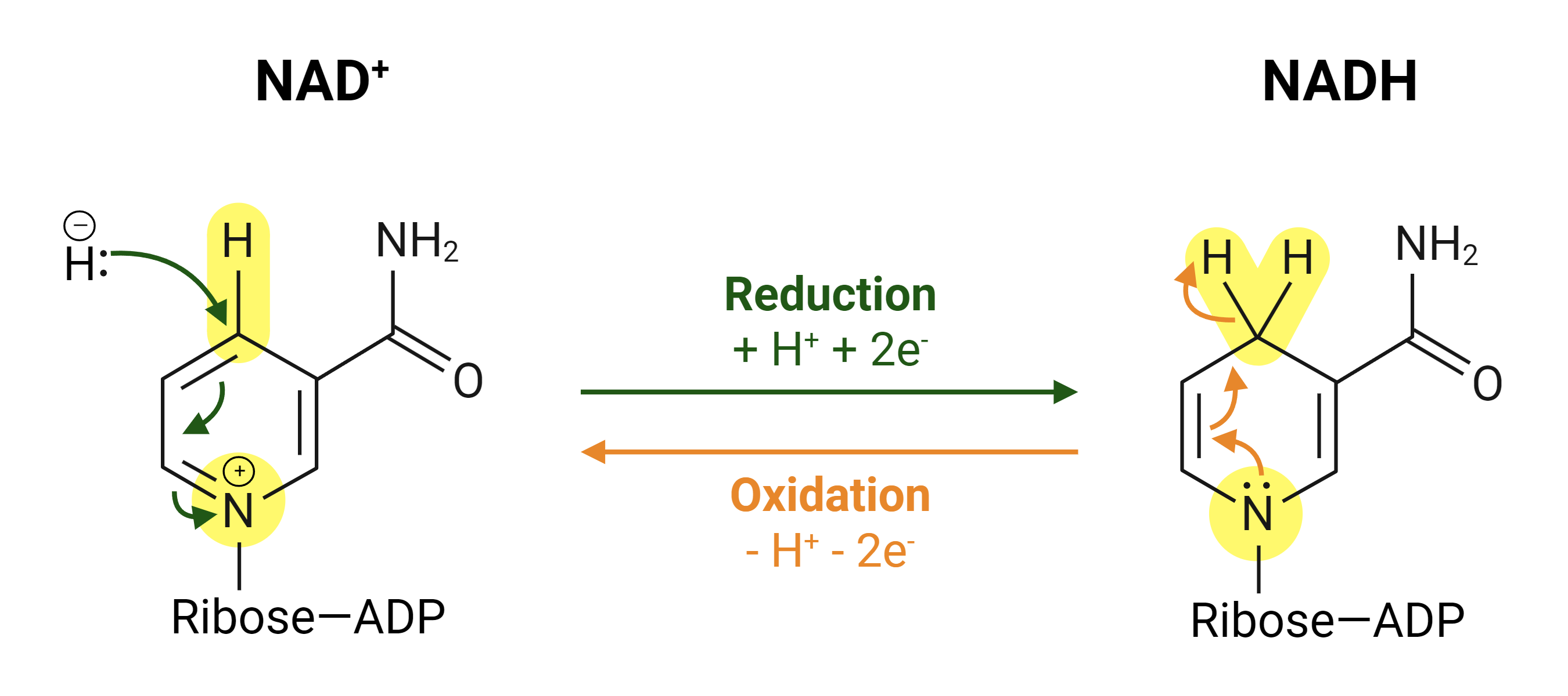 <p>NAD+ functions as an electron carrier, accepting electrons during the oxidation of substrates and being reduced to NADH, which can then donate electrons in subsequent reactions. </p>