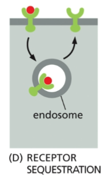 <p>The receptor is eaten by an endosome, but then returned to the membrane</p>