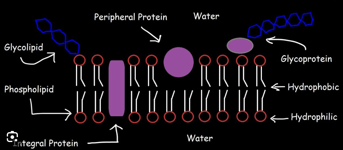 <p>Integral protein</p>
