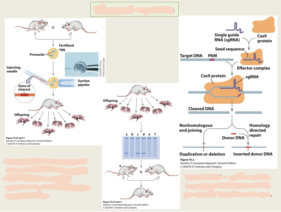 - Injects DNA into pronuclei can result in DNA integrating into genome of organism by nonhomologous 
- CRISPR- Cas9- can be used to target specific locations in genome to introduce changes 