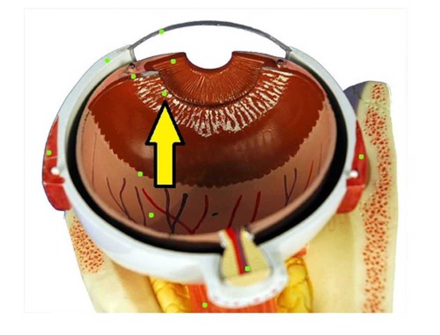 <p>A halo of delicate fibers attaching the lens to the ciliary body. A change in the tension of the suspensory ligaments will alter the shape of the lens and affect the focusing of light on the retina.</p>