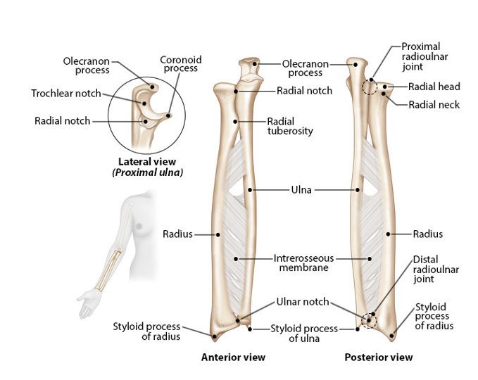 <p>-medial bone</p><p>-slightly longer than the radius</p><p>-trochlear notch</p><p>-olecranon</p><p>-styloidprocess: connects to the wrist</p>