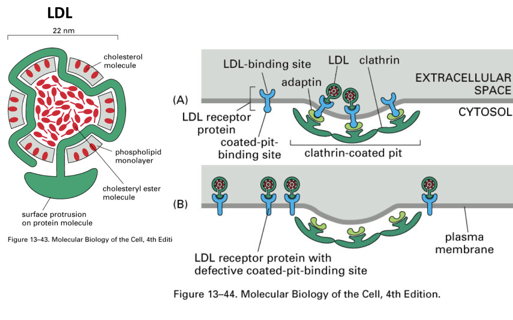 <ul><li><p>Low Density Lipoproteins (LDL)</p><ul><li><p>micelle of lipid and cholesterol</p></li></ul></li><li><p>LDL-Receptor</p><ul><li><p>sorted and sent back to surface</p></li><li><p>lysosomes for processing</p></li></ul></li></ul><p></p>