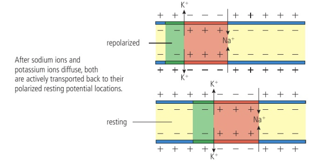<p>voltage-gated K<sup>+</sup> channels open and K<sup>+ </sup>diffuse out of axon (creates negative value)</p><p>Sodium-potassium pump actively transports Na<sup>+</sup> and K<sup>+</sup> across membrane</p>