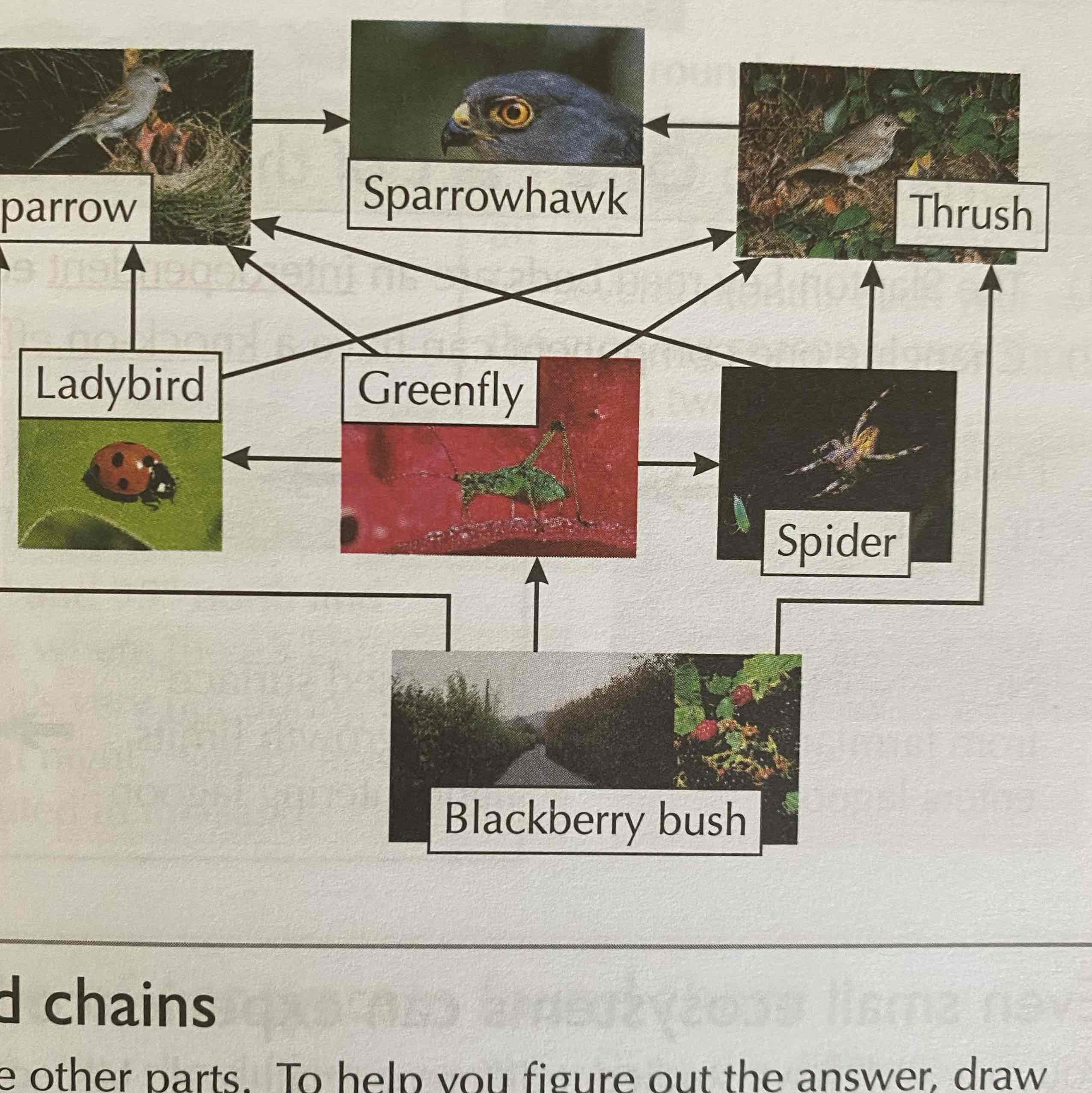 <p>Similar to a food chain, it overlaps different chains to form a web.</p>