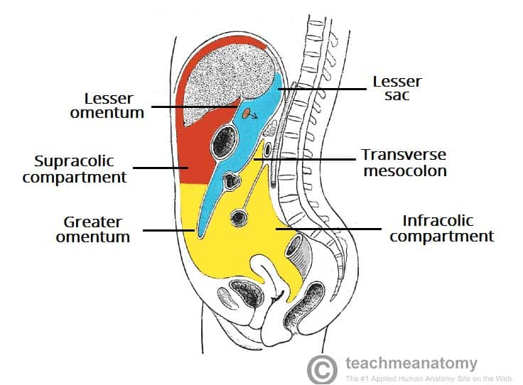<ul><li><p><span>Supracolic Compartment </span></p><ul><li><p>subphrenic </p></li><li><p>subhepatic</p></li></ul></li><li><p><span>Infracolic Compartment </span></p></li></ul><p></p>