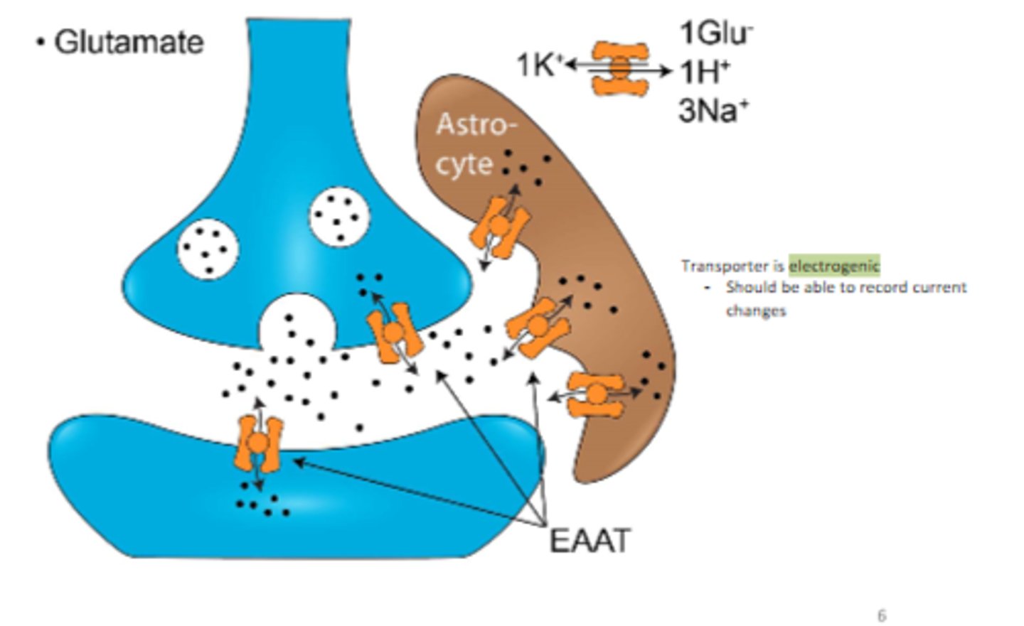 <p>- transporters use 1 K+ to transfer 1 Glu, 1H+, 3 Na+</p><p>- transporters are EAATs, so they are electrogenic and you should be able to record current changes</p>