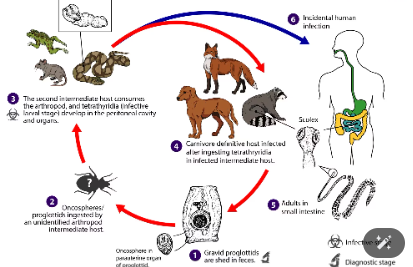 <p>species of tapeworms in the family mesocestoididae?</p>