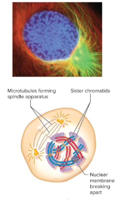 <p>The first phase of mitosis in which the nuclear envelope dissociates into small vesicles. The chromatids condense into more compact structures and the centrosomes begin to separate.</p>