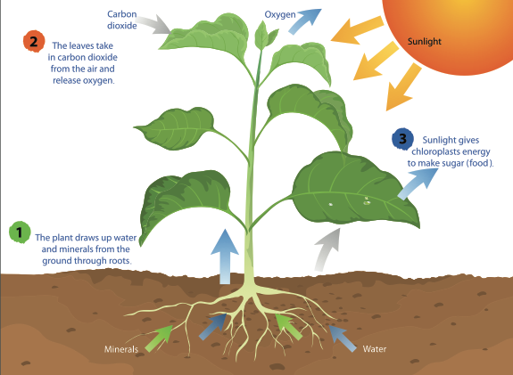 <ul><li><p>sunlight absorbed by photosynthetic pigments </p></li><li><p>carbon dioxide is brought in through plant leaves</p></li><li><p>water is absorbed through the plant roots</p></li><li><p>oxygen is let out through the plant leaves</p></li><li><p>glucose is made as ‘food’—> broken down for energy, stored (as starch) to be used for later</p></li></ul><p></p>
