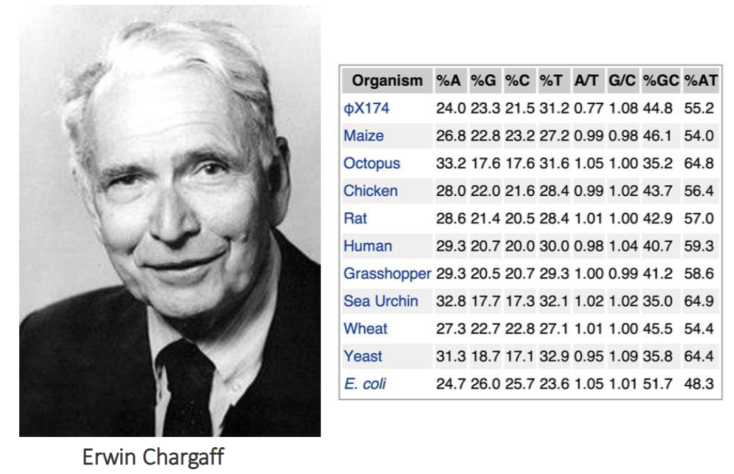 <p>A%=T%</p><p>C%=G%</p>