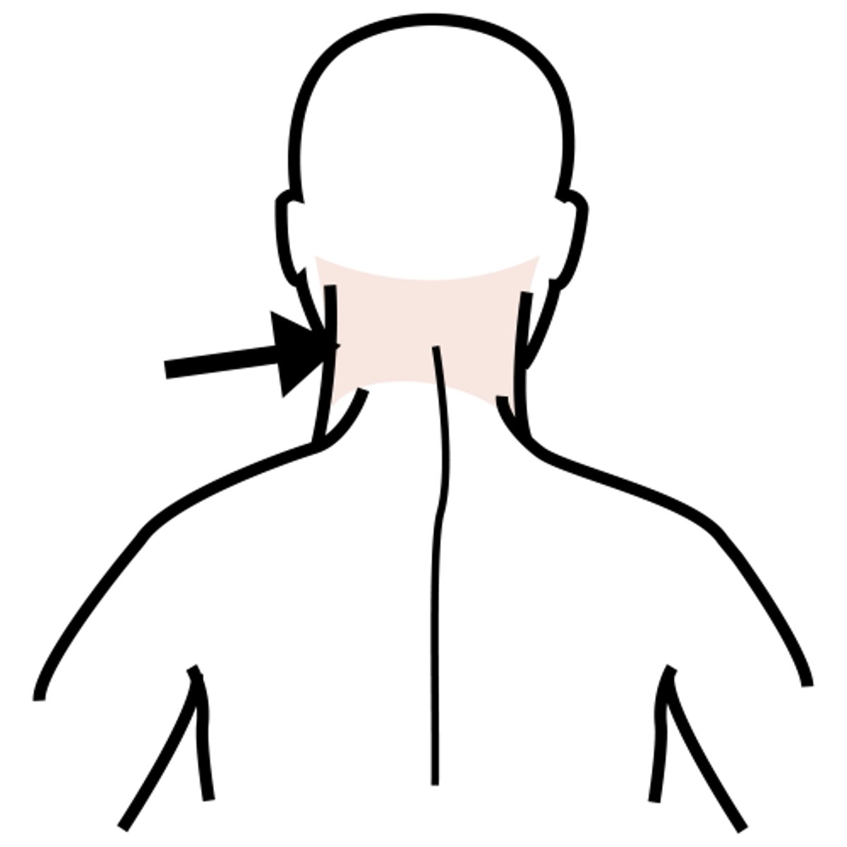<p>neck (back of the neck)</p>