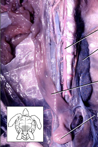 <p>Which one of these lines points to the kidney?</p>