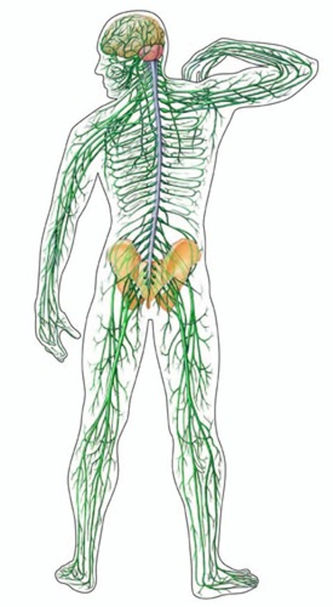 <p>The network of nerve cells and fibres that transmits nerve impulses between parts of the body</p>