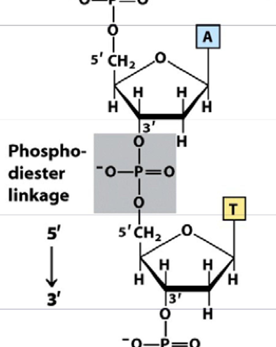 <p>covalent phosphodiester bond</p>