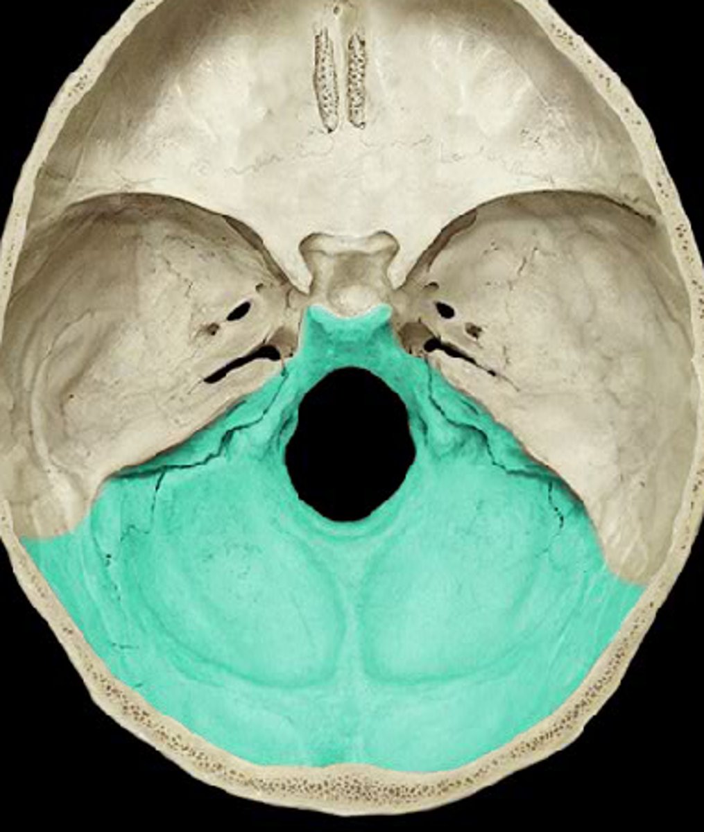 <p>depression</p><p>back side of cranial base</p>