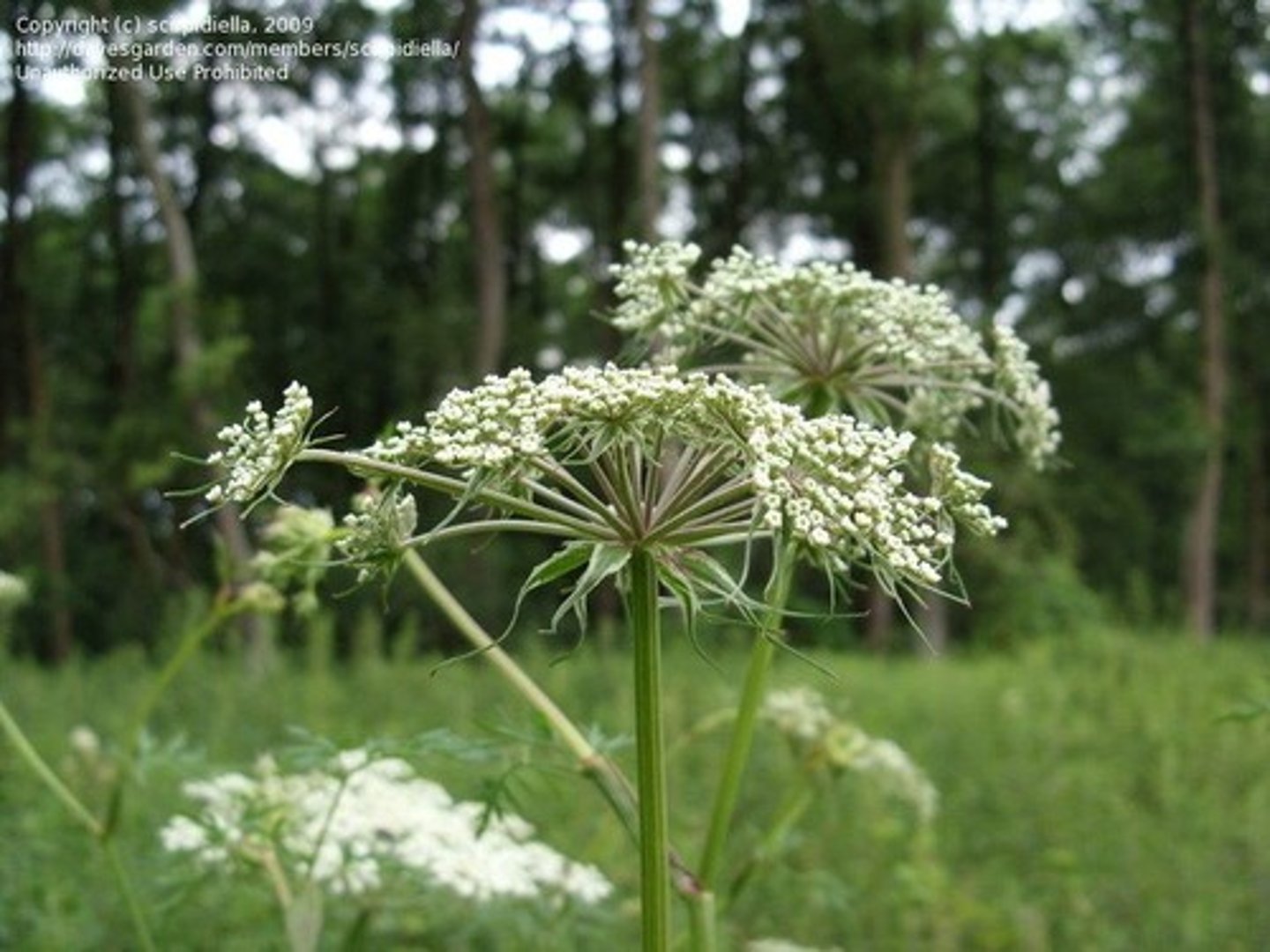 <p>mossrot, kärrsilja</p>