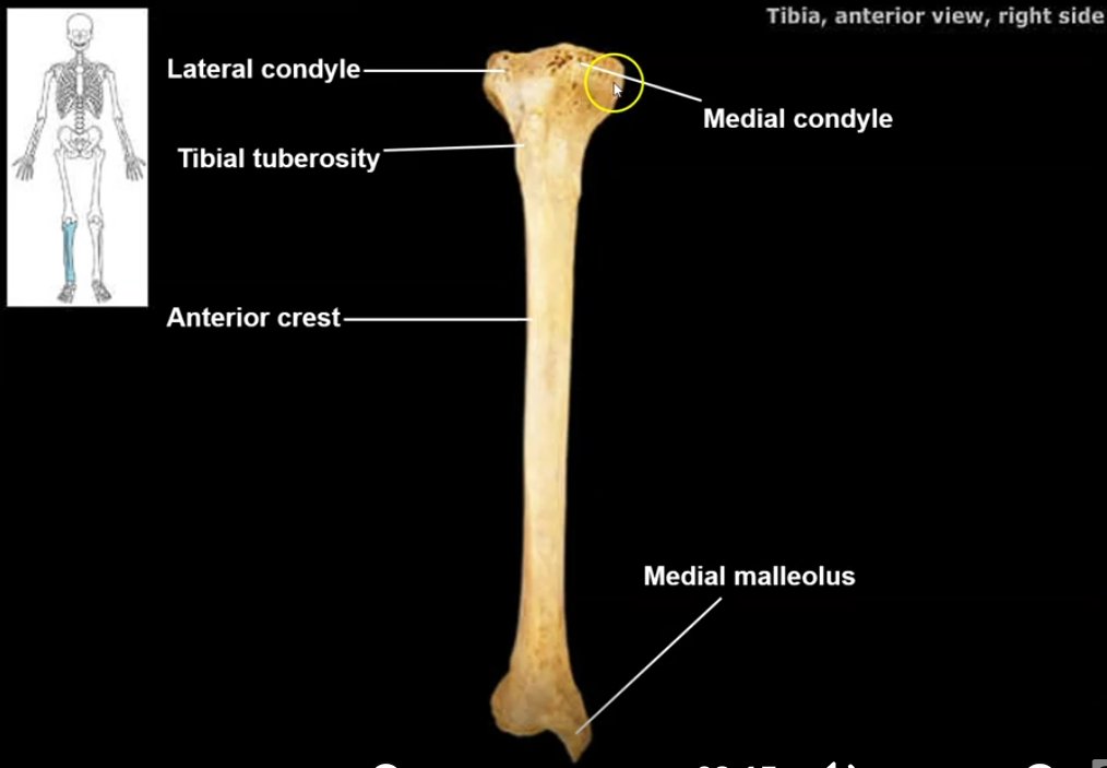 <p>region on the proximal end of the tibia that articulates with the condyles of the femur.. the condyles bear weight while also allowing movement at the knee</p>