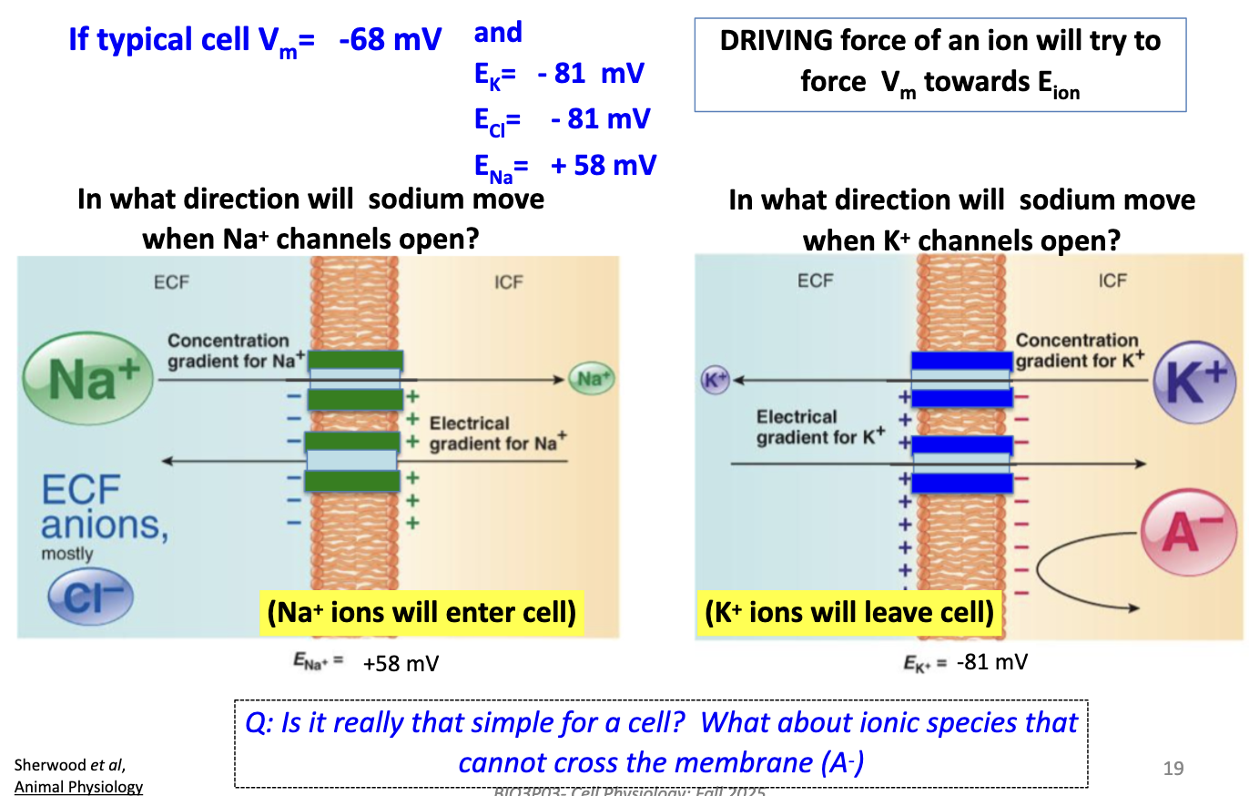 <p>K+ leaves (drives Vm toward –81 mV). Na+ enters (drives Vm toward +58 mV). Cl– near equilibrium, little net movement.</p>