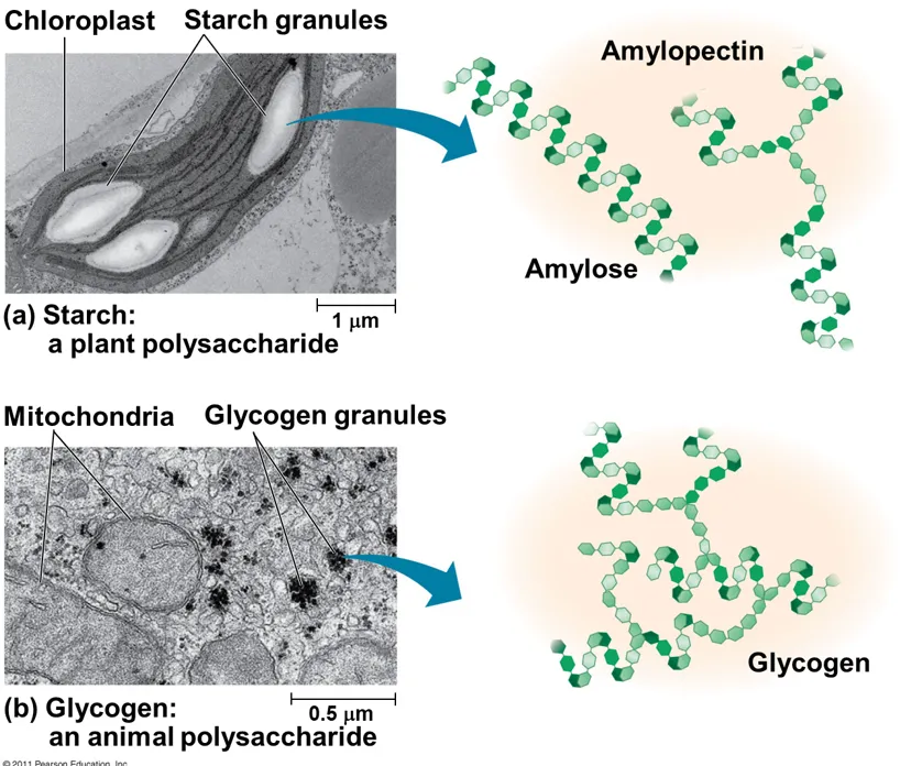 <p>A polymer of α-glucose, chemically very similar to amylopectin, although larger and more highly branched.</p><ul><li><p>Glucose is stored as glycogen in liver and muscles</p><ul><li><p>Glycogen is branched in order to increase the release of glucose from glycogen as there is a higher surface area for enzymes to react</p></li></ul></li></ul><p></p>