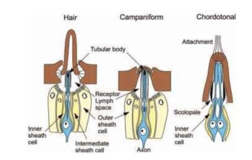 <ul><li><p>hair (most basic)</p></li><li><p>campaniform (senses stress on cuticle)</p></li><li><p>chordotonal (highly derived; sense substrate vibrations)</p></li></ul>