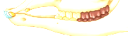 <p>broad, ridged premolars to grind up plants</p><p>• Incisors and canines (if present) to bite</p><p>plants</p>