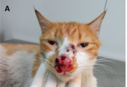 <p>where is the fungal infection?</p>