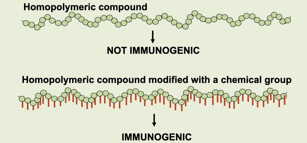 <p>compounds with high MW &amp; no chemical complexity, such as homopolymeric compounds, are not immunogenic (ex: poly-lysine)</p>