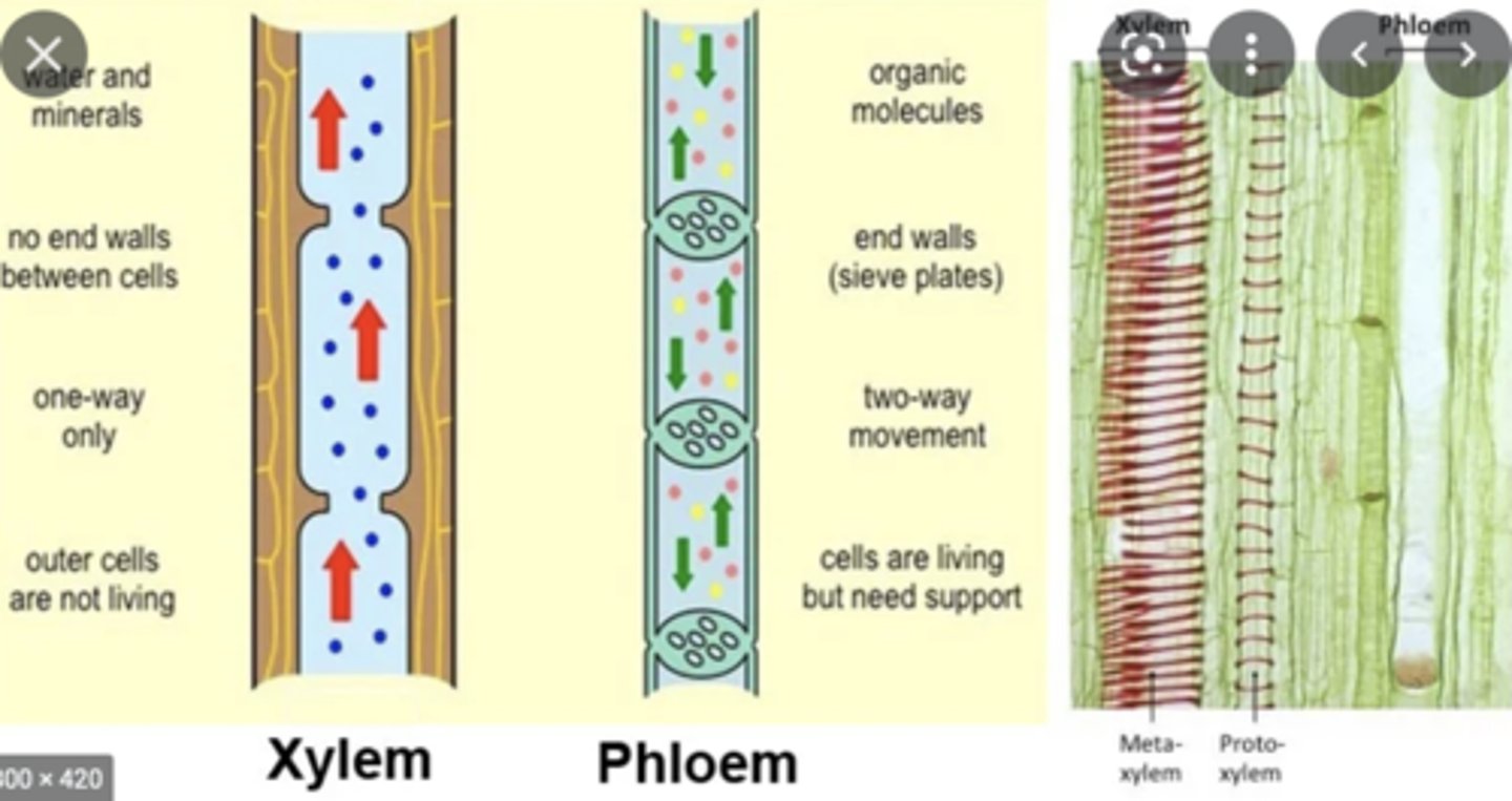 <p>Both made up of vascular tissue</p>