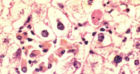 <p>identify</p>