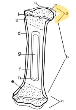 <p>Epiphysis</p>