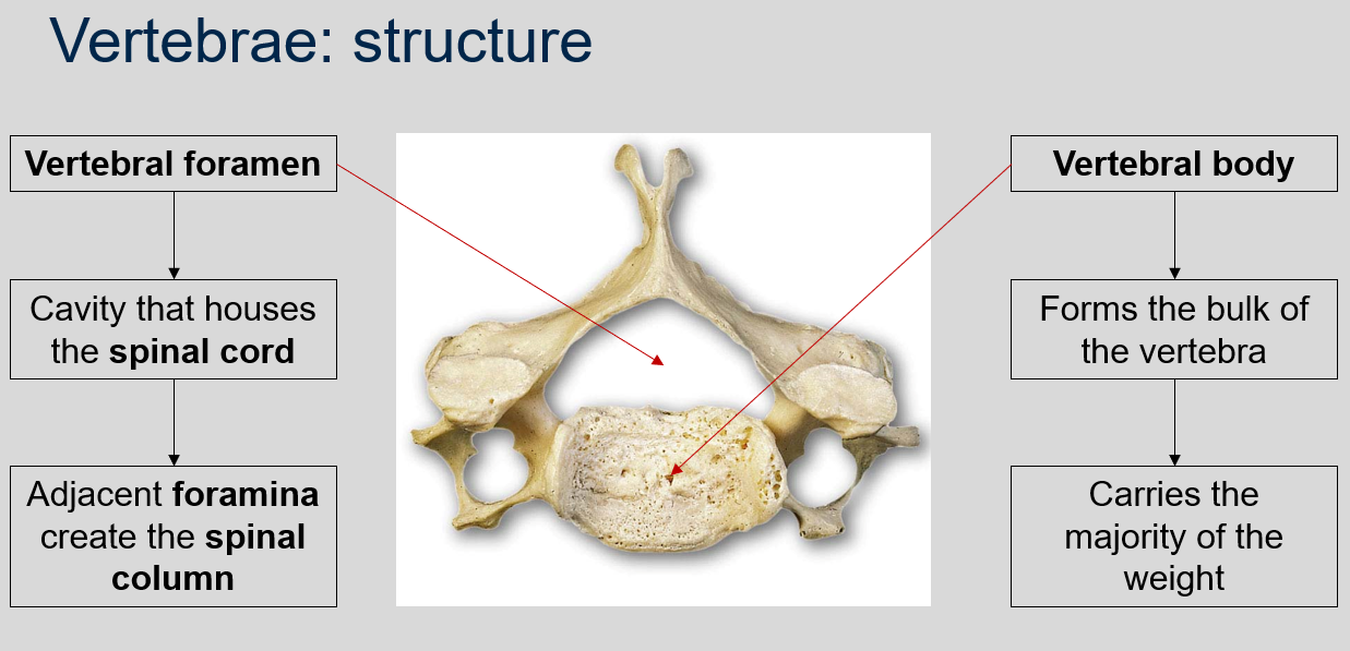 <p>The vertebral foramen is a canal or opening that runs through the center of each vertebra in the vertebral column. It houses the spinal cord and other neural tissues, and the adjacent foramina create the spinal column.</p>