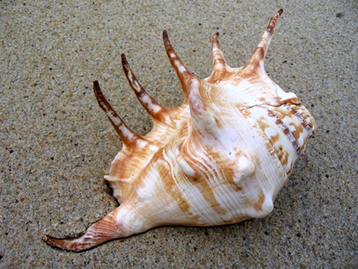 <p>A shell structure is a structure that doesn't have a frame, and is hollow from the inside.</p>