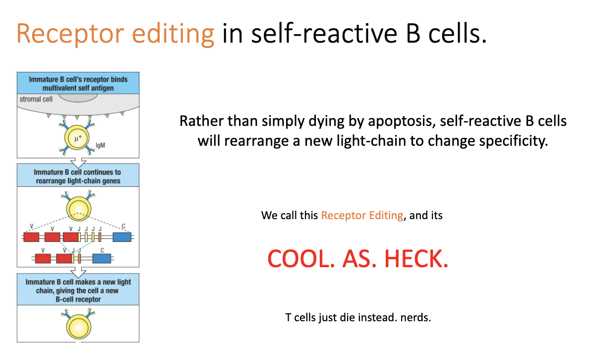 <ul><li><p>Unlike T cells, B cells can undergo <strong>receptor editing</strong>.</p></li><li><p>When a B cell binds self too strongly, it reactivates <strong>light-chain rearrangement</strong>.</p></li><li><p>Attempts new <strong>V–J combinations</strong> to change specificity.</p></li><li><p>If new light chain removes self-reactivity → cell <strong>escapes bone marrow</strong>.</p></li><li><p>Unique to B cells; T cells simply <strong>die</strong> instead.</p></li></ul><p></p>
