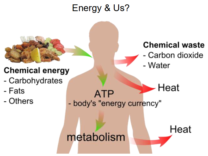 <p>- chemical energy goes in (carbohydrates, fats, others)</p><p>- Chemical waste goes out (carbon dioxide, water)</p><p>- Heat goes out</p><p>- ATP is the body's energy currency</p><p>- Metabolism</p>