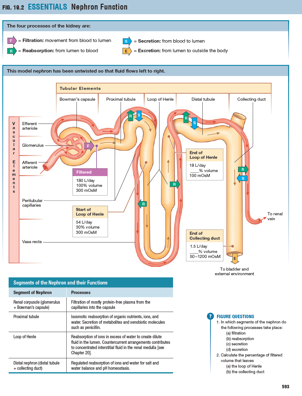 "Story" of Filtrate through the major sections of the nephron