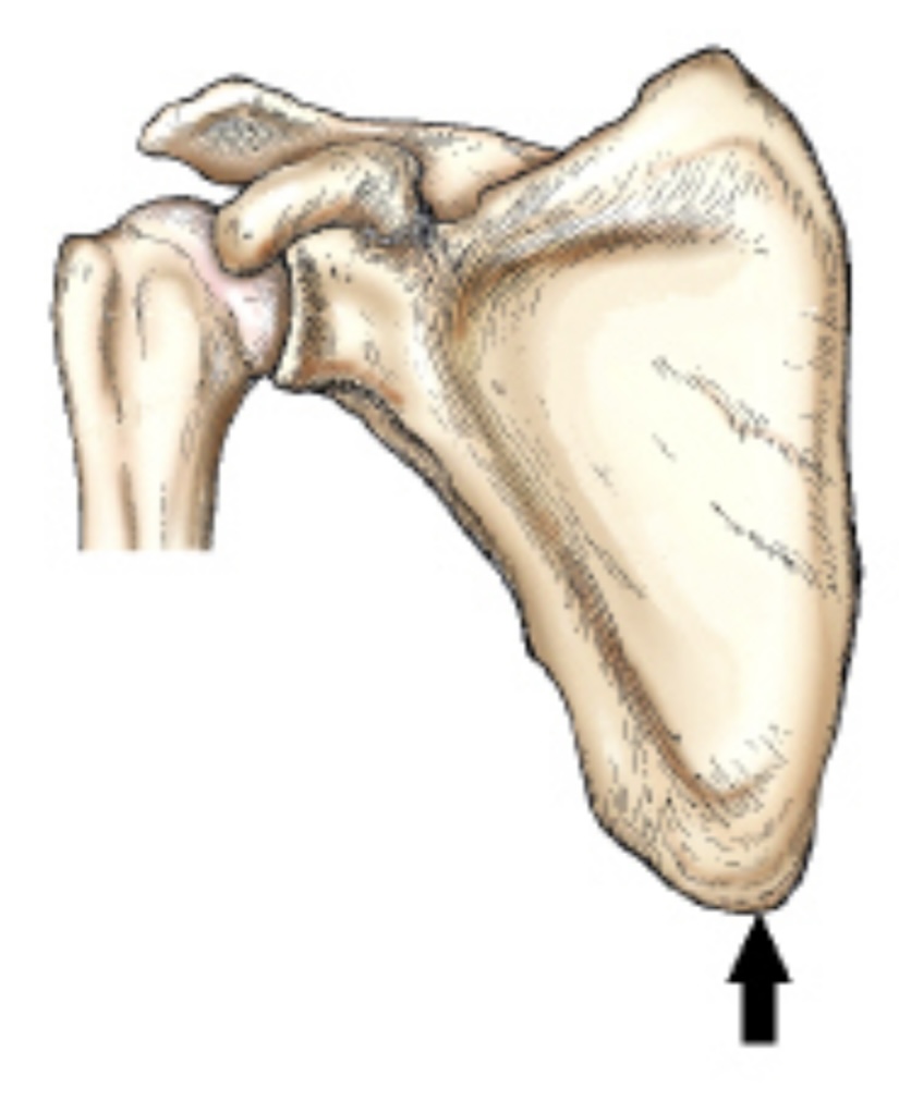 <p>The part identified by the arrow in this figure is the:</p>