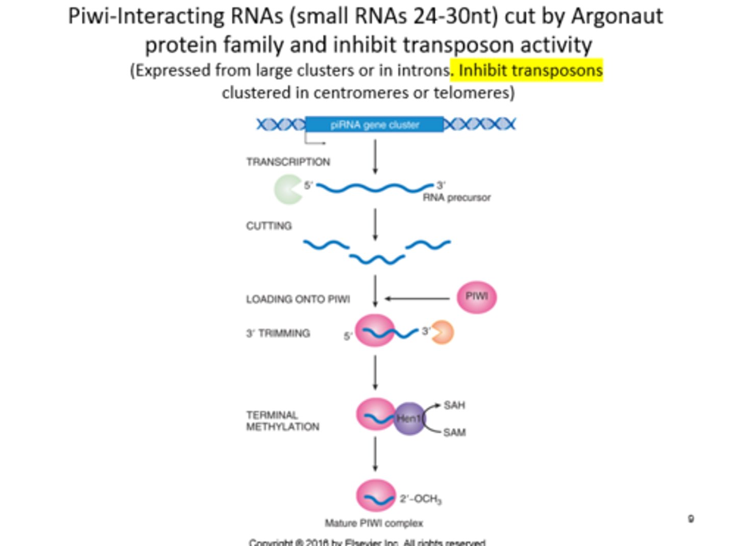 <p>Silences transposons in eukaryotes</p>