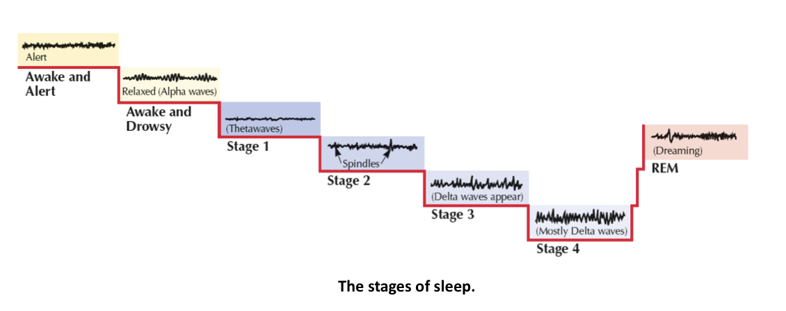 <p>• 90 to 100 minutes per sleep cycle</p><p>• One cycle consists of five stages</p><p>• Over the latter part of the night, we spend most time in stages 1 and 2 and REM sleep</p>
