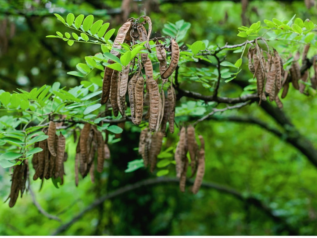 <p>Odd pinnately compound leaves, small seed pods hang in clusters, paired spines on twigs adjacent to leaf scars, small lateral buds, denser canopy, twisty gnarled bark with deep furrows and interlacing ridges</p>