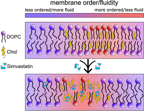 <p>Membrane fluidity, the ability of a membrane to move and change shape, is influenced by several factors. Higher temperatures, unsaturated fatty acids, and cholesterol levels can promote fluidity. Conversely, lower temperatures, saturated fatty acids, and the presence of saturated fatty acid chains in phospholipids can inhibit fluidity. </p>
