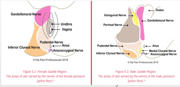 <p><strong>Nerves to Pelvis/Perineum: Coccygeal Plexus</strong></p><p>S4-Co</p><p>-Anococcygeal nerves</p><p>-__________ (cutaneous) Function → perianal ____</p>