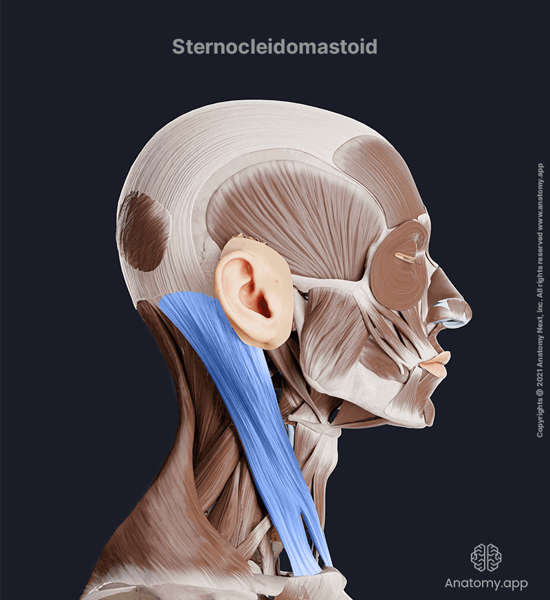 O: manubrium of sternum and clavicle

I: mastoid process of temporal bone

F: Rotation of the head to the opposite side or obliquely rotate the head