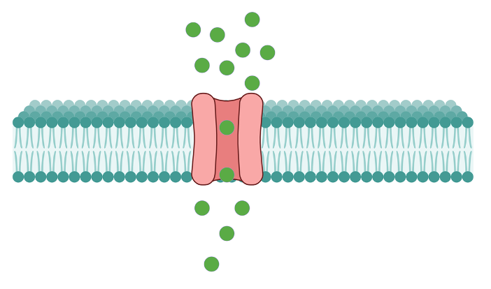 <p>Porin</p><p>Nuclear Pore Complex</p><p>Aquaporin</p>
