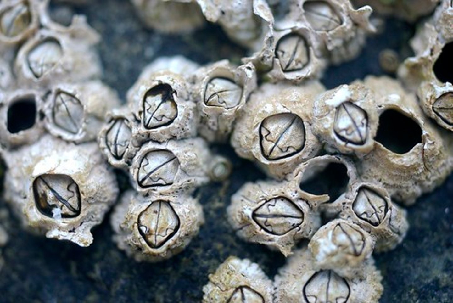 <p>Class of crustaceans, mandibulates, and arthropods (barnacles)</p>
