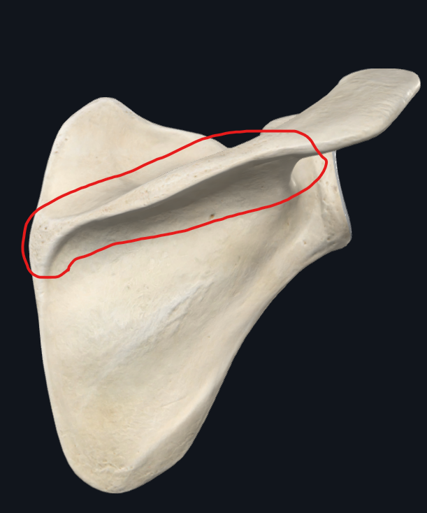 <p>What is this part of the scapula called?</p>